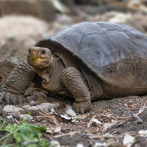 Ecuador confirma hallazgo de tortuga que se creía extinta
