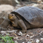 Encuentran tortuga en Galápagos que se creía extinguida hace más de cien años