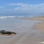 Caimán de Luisiana cambia la vida del pantano por una escapada a playa de Texas