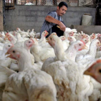 Primer contagio humano de cepa de gripe aviar es confirmado en China