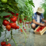 Insectos remplazan a pesticidas en plantaciones de tomate en Francia