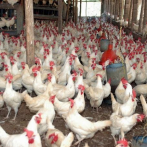 Agricultura asegura gripe aviar de China no afectará aquí