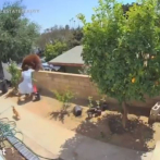 Adolescente empuja al oso que golpeó a su perro en un patio de California