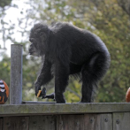 El chimpancé macho más viejo de Estados Unidos muere en el zoológico de San Francisco