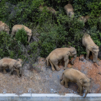 Una reserva india practica un cribaje de covid en elefantes