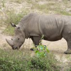 Zoológico impulsa plan de rescatar a rinocerontes