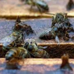 Llama atención de apicultores la muerte de abejas en Azua y Baní