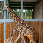 Nace una jirafa Masai en el parque Animal Kingdom de Orlando