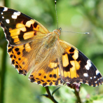 Mariposas cruzan el Sáhara en la migración de insectos más larga