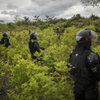 EEUU reporta récord de cultivos de coca en Colombia en 2020