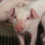 Dirección de Ganadería mantiene vigilancia sobre enfermedades en cerdos