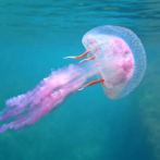 Medusa, las características del animal marino con el que PGR nombra nueva operación