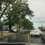 Lluvias provocan caída de árboles en avenida 27 de febrero con Luperón