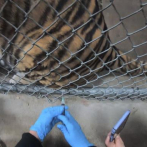 Desde tigres hasta osos, los animales del zoológico de Oakland reciben la vacuna Covid-19