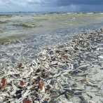 Miles de peces muertos por marea roja que afecta a la costa oeste de Florida