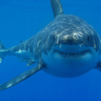 Un tiburón muerde a un niño de 11 años en una playa de Florida
