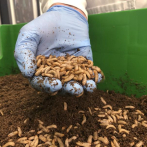 Empresas europeas promueven insectos comestibles