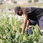 Ponen en marcha proyecto para impulsar el desarrollo agrícola y social en el Caribe