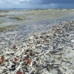 Tóxica marea roja causa nueva mortandad de peces en la costa oeste de Florida