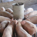 República Dominicana “no tiene de qué preocuparse” con el consumo de carne de cerdo, según ganaderos