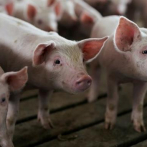 Agricultura prohíbe movilización de cerdos de Sánchez Ramírez y Monte Cristi por Fiebre Porcina Africana