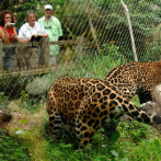 Hombre resultó herido por jaguar tras cruzar barrera y burlarse del animal