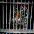 Dos tigres de Sumatra infectados con covid-19 en un zoológico de Indonesia