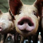 Peste porcina se extiende a 11 provincias