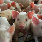 Abinder emite decreto con el que busca fortalecer la producción de cerdos