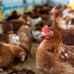 Habitantes de Barahona se quejan por escasez de pollo en la zona