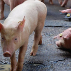 Gobierno crea comisión para erradicar peste porcina africana; EEUU dona equipos que permitirán detectar la enfermedad
