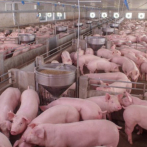 De América a Asia, los criaderos de cerdo amenazados por la peste porcina africana