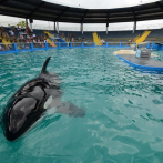 Activistas contra el maltrato animal piden liberar en Miami a la orca Lolita