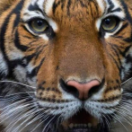Anuncian en Chile denuncia penal por muerte de cuidadora de zoo por un tigre