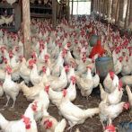 Ministro de Agricultura dice ya están llegando los contenedores de pollos para abastecer a la población