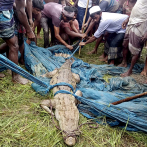 Capturan en Bangladés cocodrilo de especie que se creía extinta en ese país