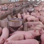 Toda la población porcina afectada está siendo eliminada