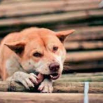 Trineos de perros atraen de nuevo el turismo en la austral Ushuaia