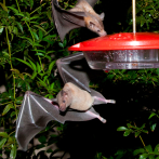 Las crías de murciélago balbucean de forma muy parecida a los bebés