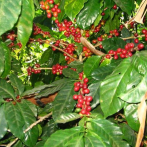 Subida de los precios del café beneficiaría a los productores locales