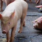 Limber Cruz dice que la Peste porcina africana se ha controlado 