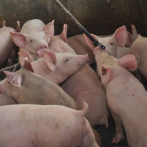 La PPA reduce la población porcina en el país