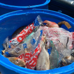 Medio Ambiente confisca 1,732 libras de pescados y lambies en veda