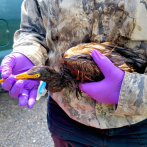 EEUU: Encuentran aves cubiertas de petróleo tras paso de Ida