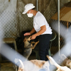 Solicitan ayuda para el refugio de animales de La Victoria