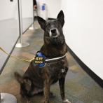 Aeropuerto de Miami primero en implementar detección COVID-19 con perros
