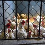 A final de agosto la producción semanal de pollo aumentó 16%