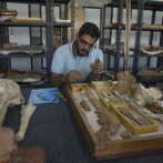 Equipo egipcio identifica un fósil de ballena terrestre