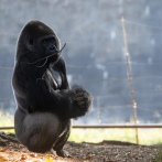 18 de los 20 gorilas del Zoo de Atlanta han contraído COVID