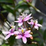 Sociedad Dominicana de Orquideología: 54 años dedicados a promover el cultivo de las orquídeas